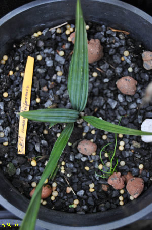 mauritiiformis